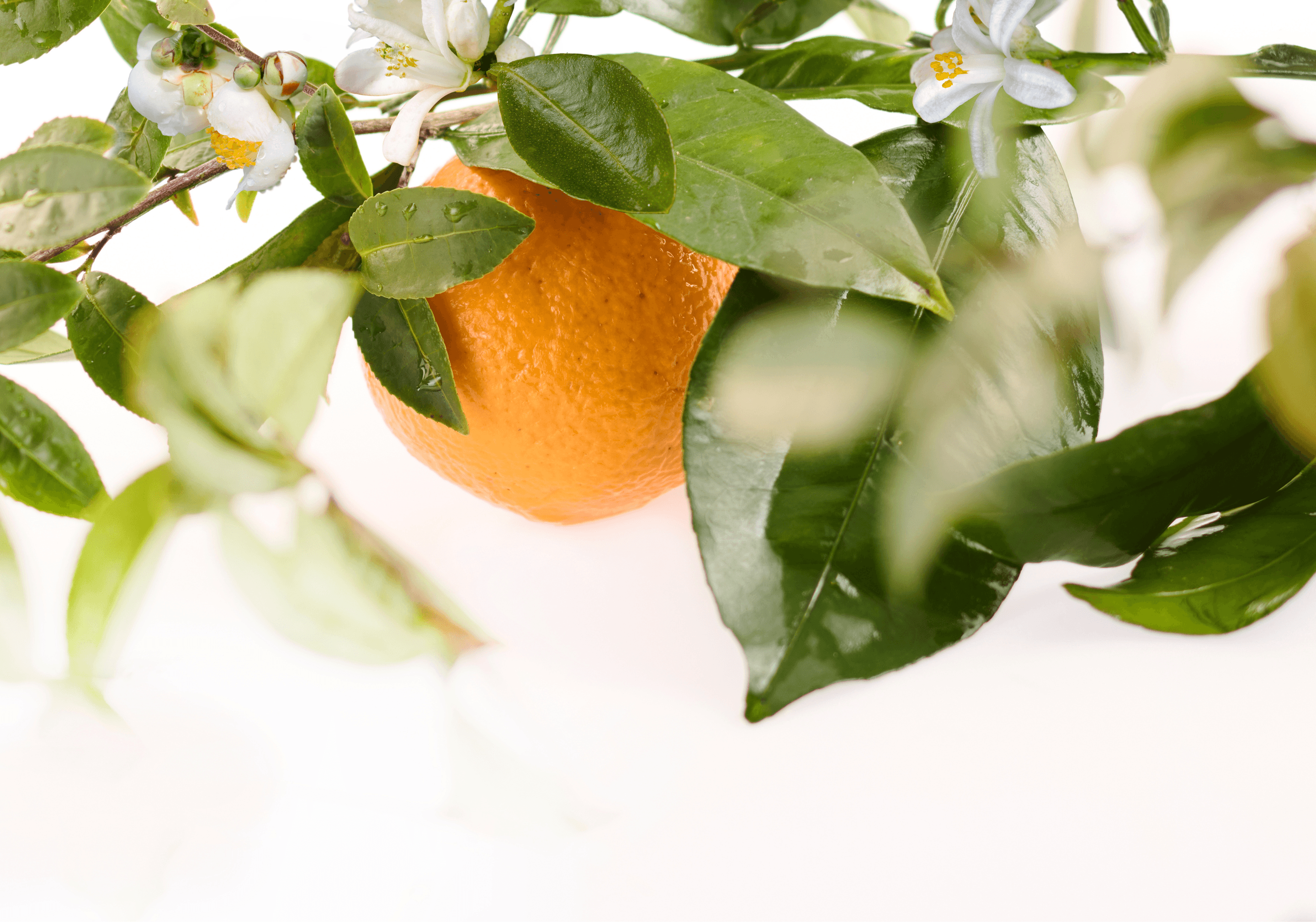 Product hover image:Mandarin & Green Tea