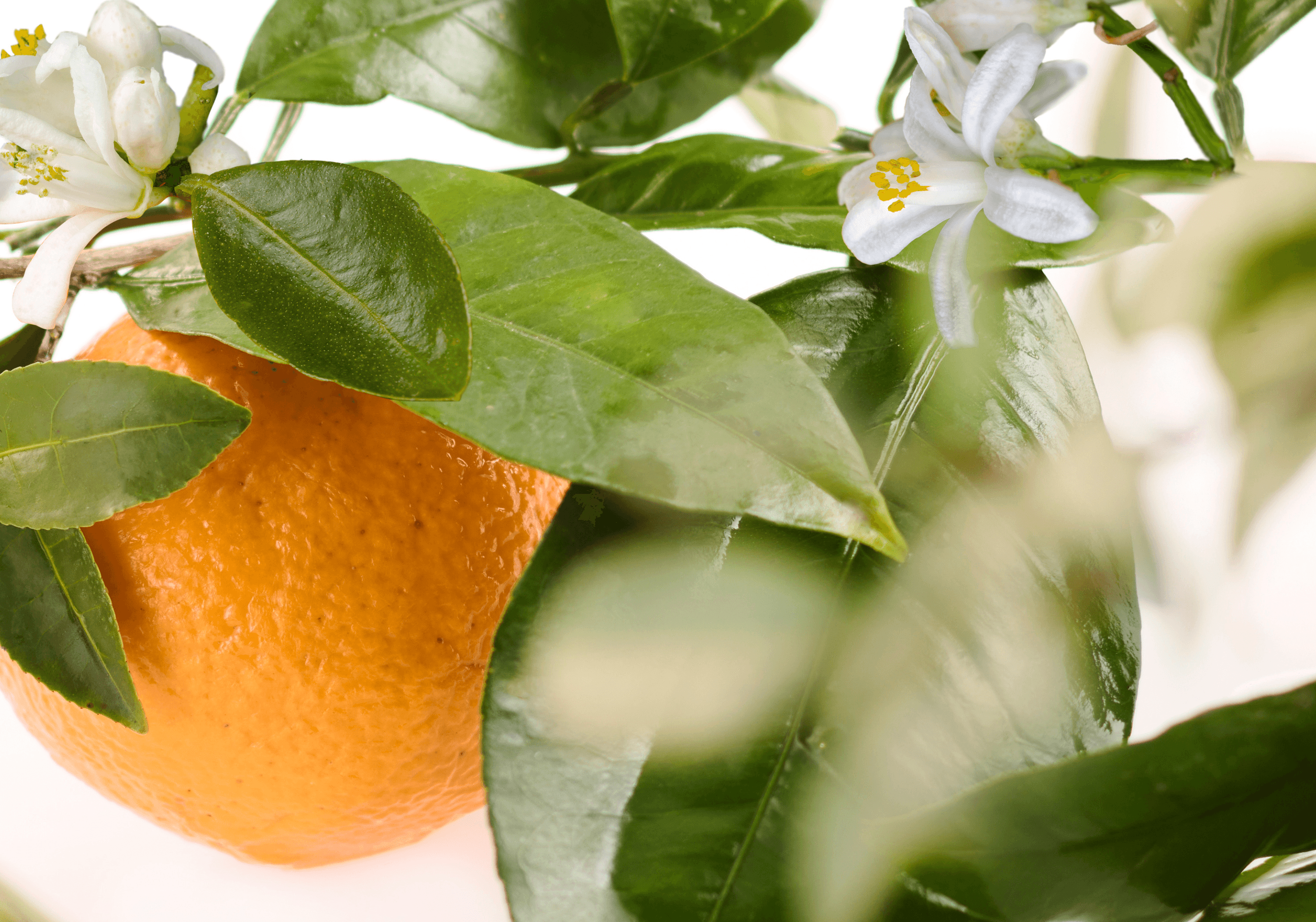 MANDARIN & GREEN TEA