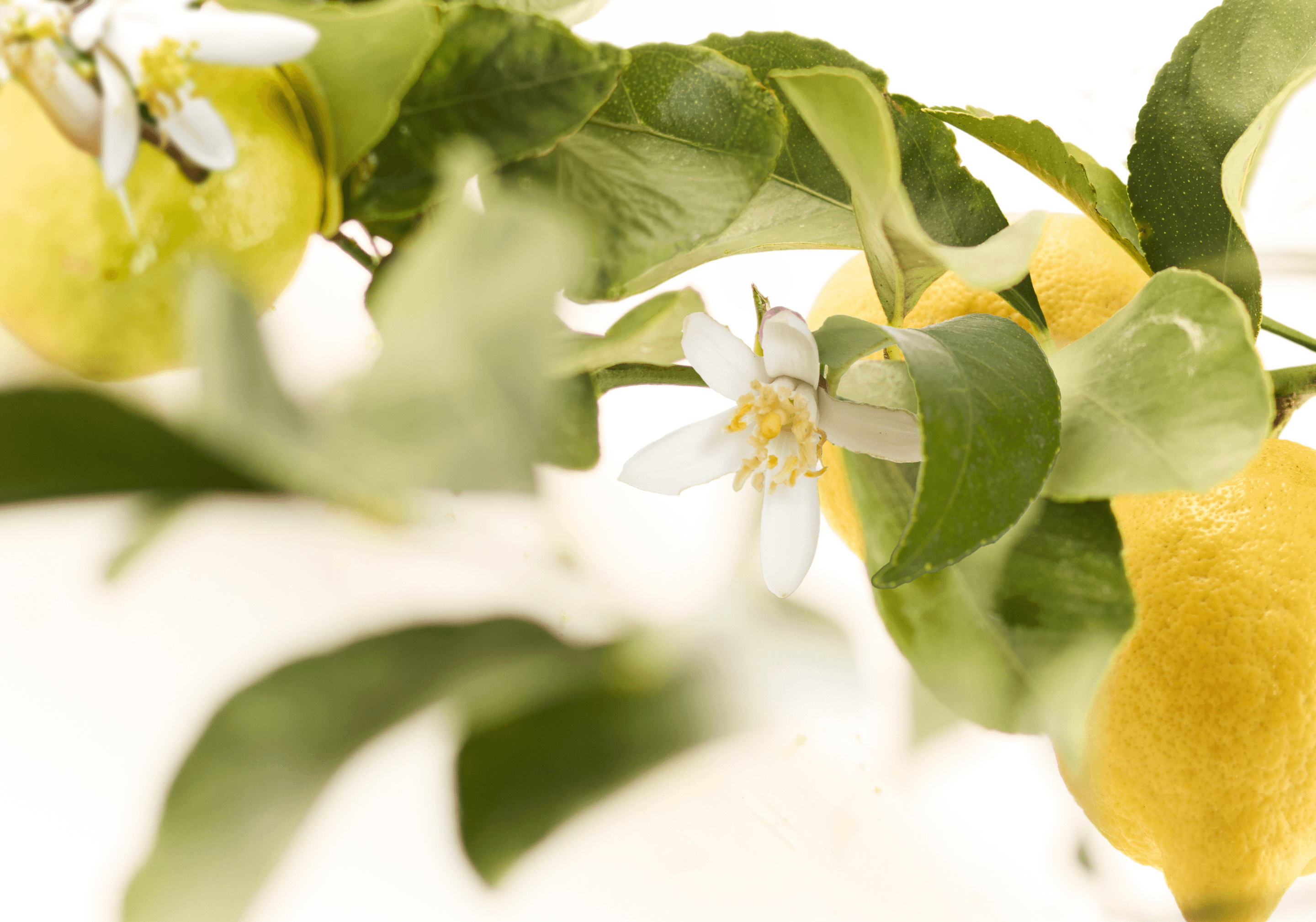 Product hover image:Soap