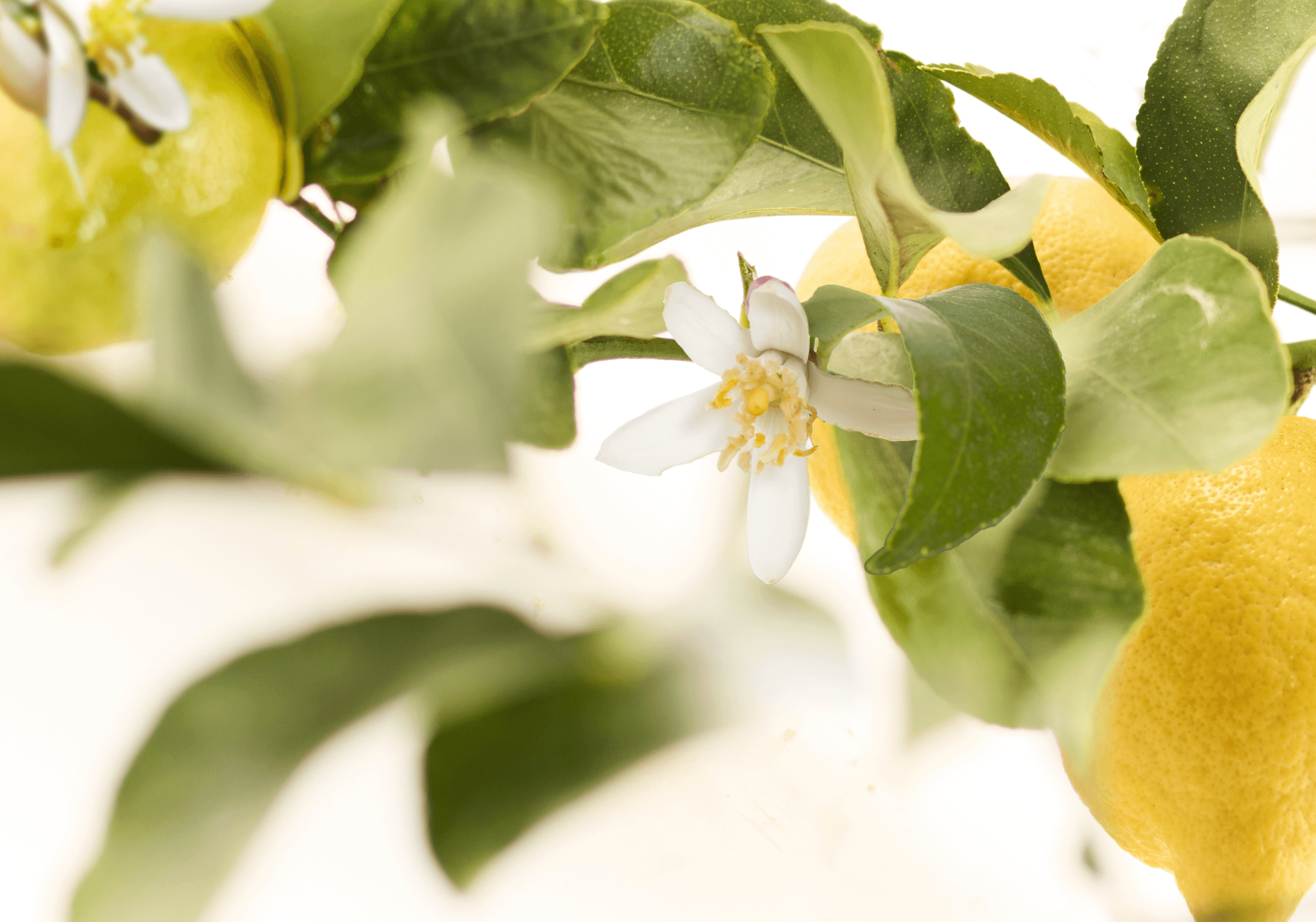 Product hover image:Green Mandarin