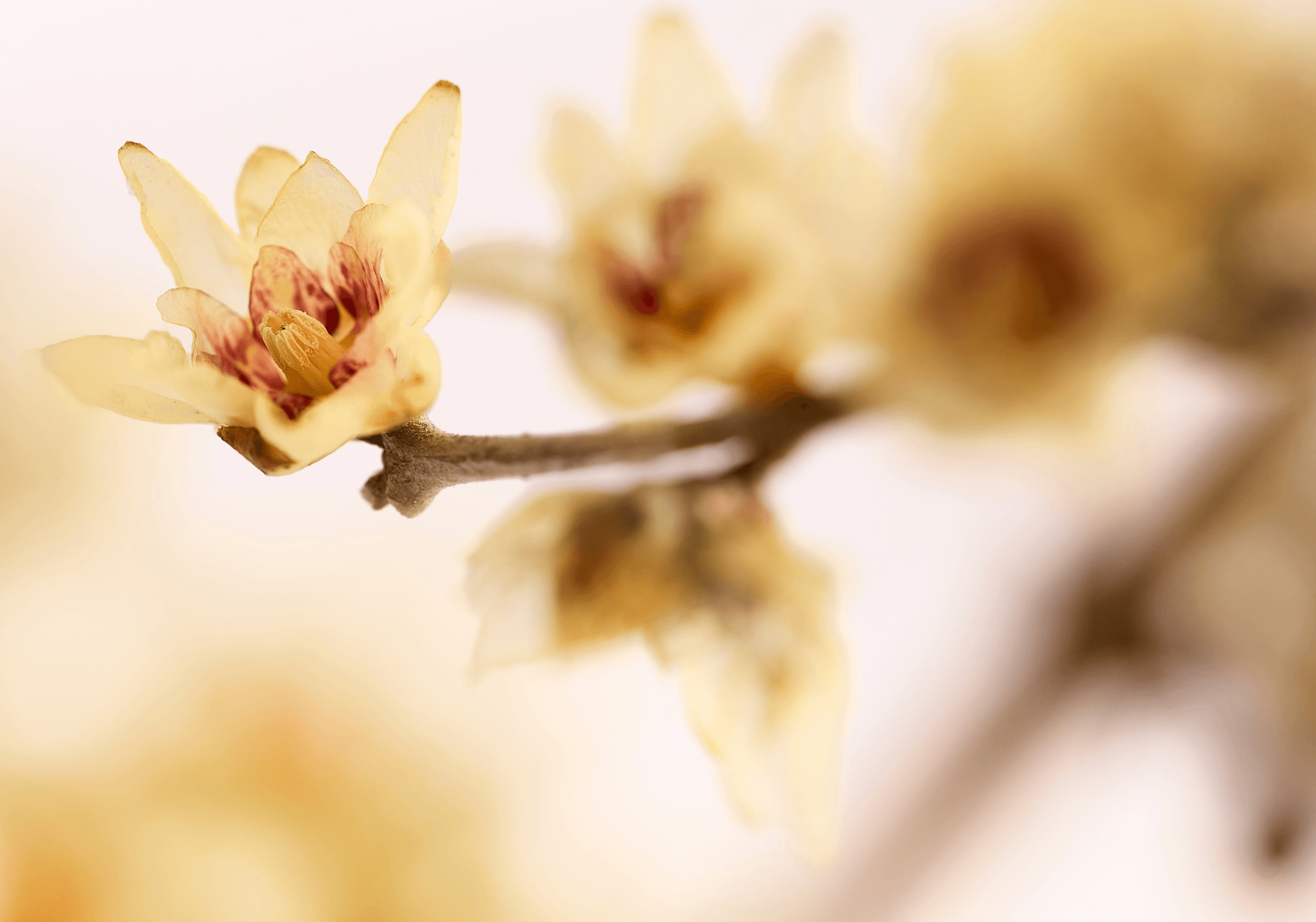 Immagine hover prodotto:Calycanthus