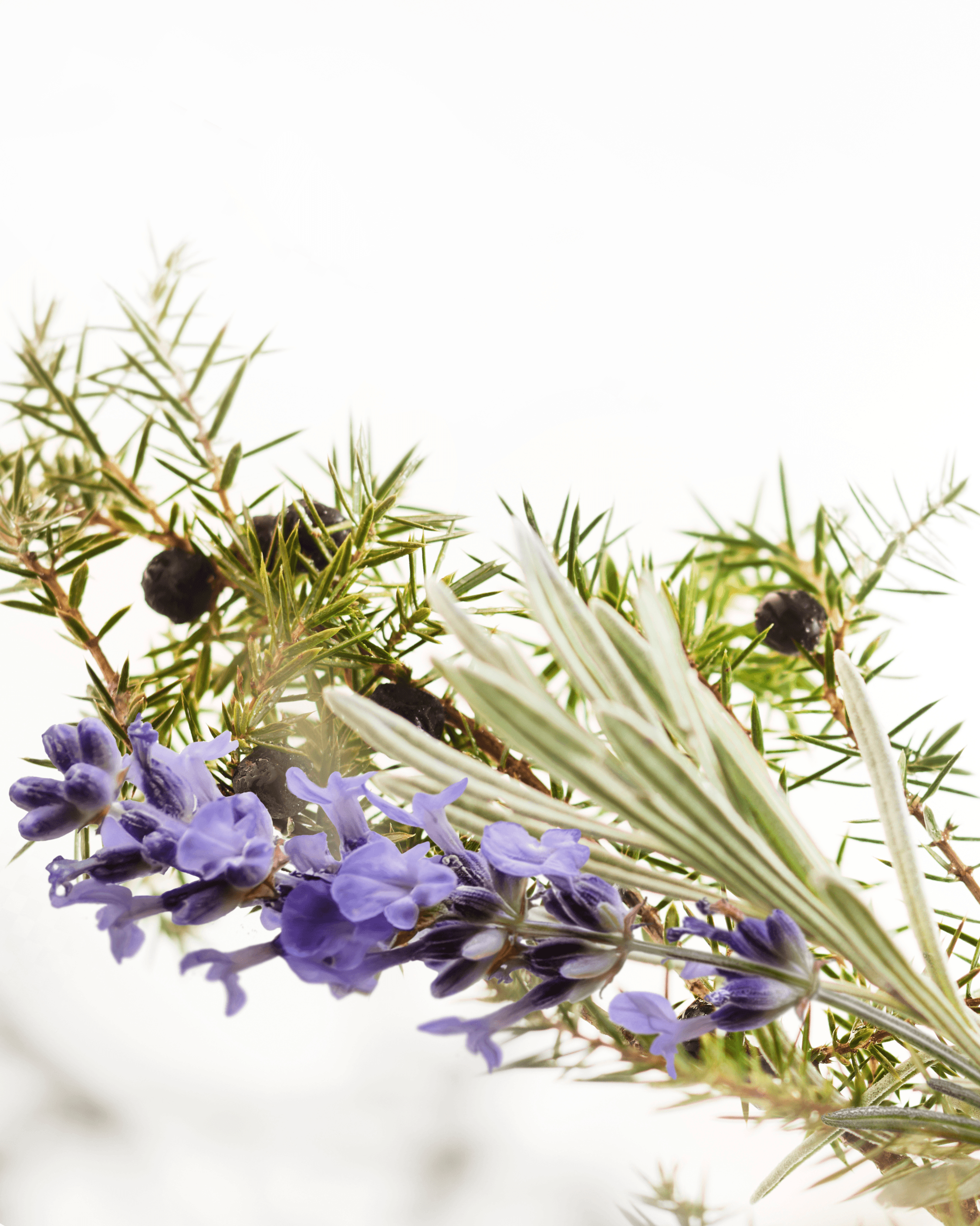 Muschio Bianco - Hover