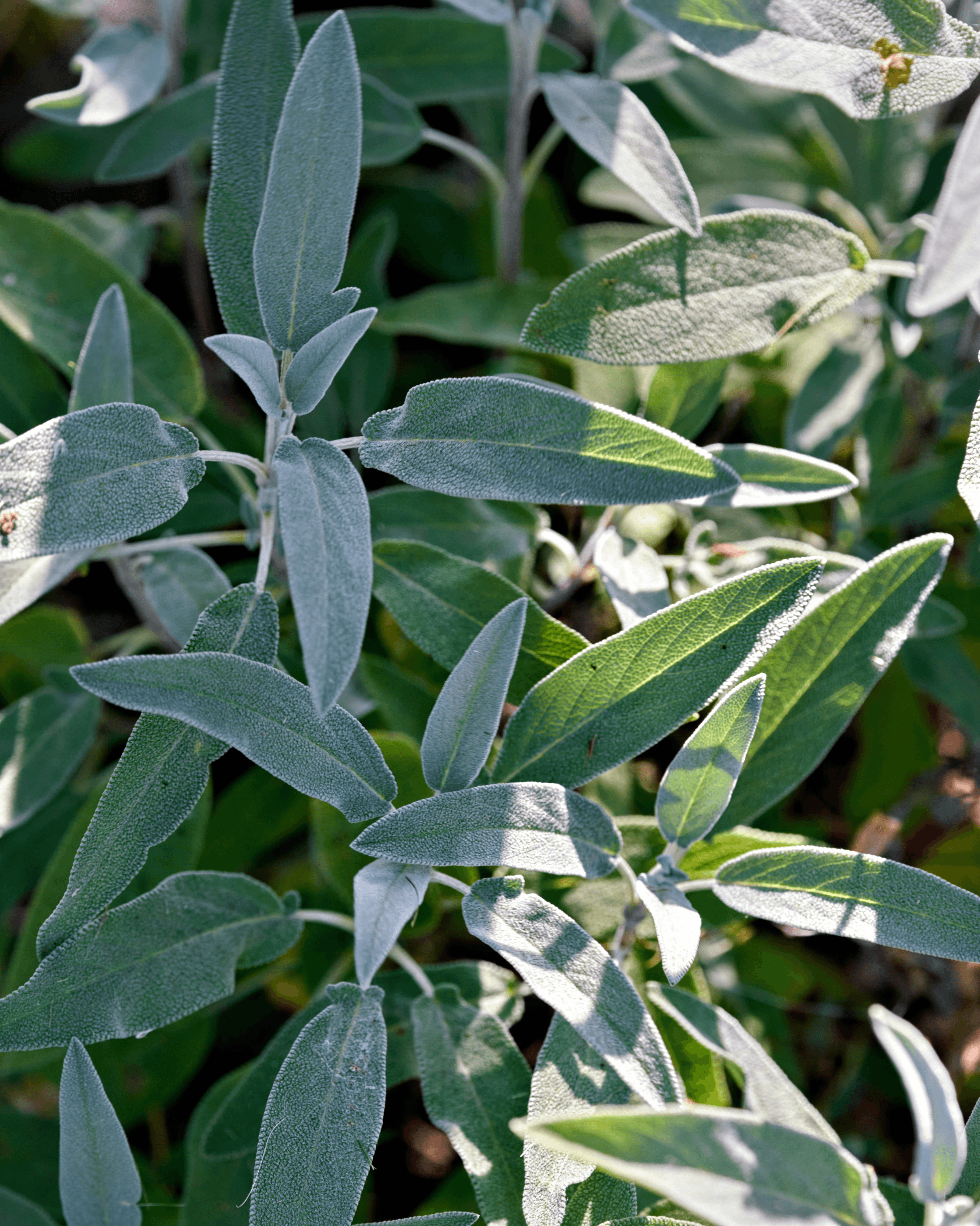 Immagine hover prodotto:Libocedro & Salvia