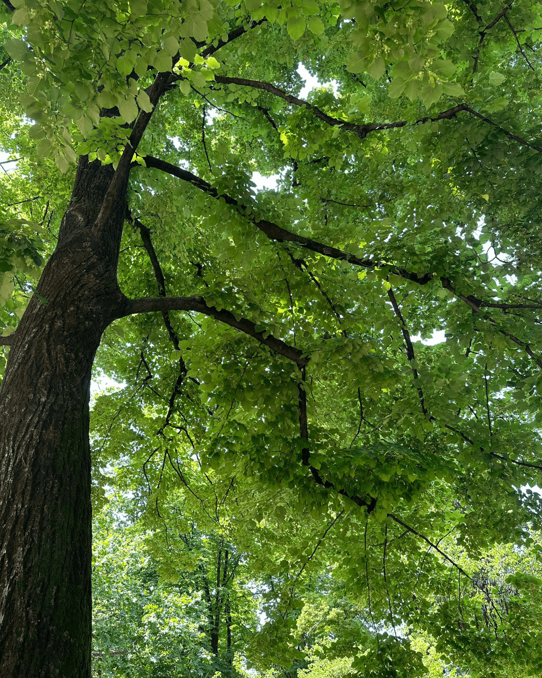 Product hover image:Tilia Cordata