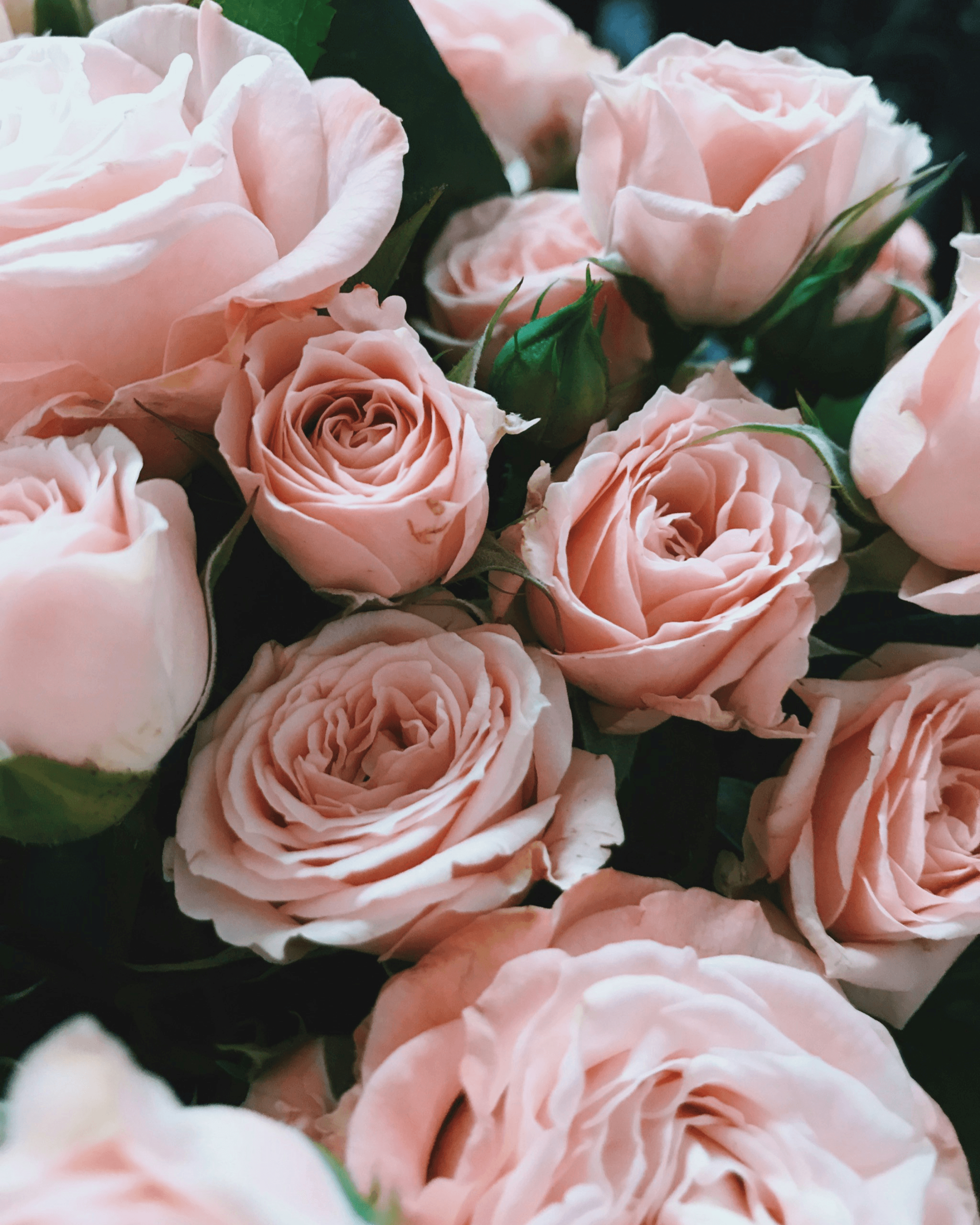 Giardino Segreto - Hover