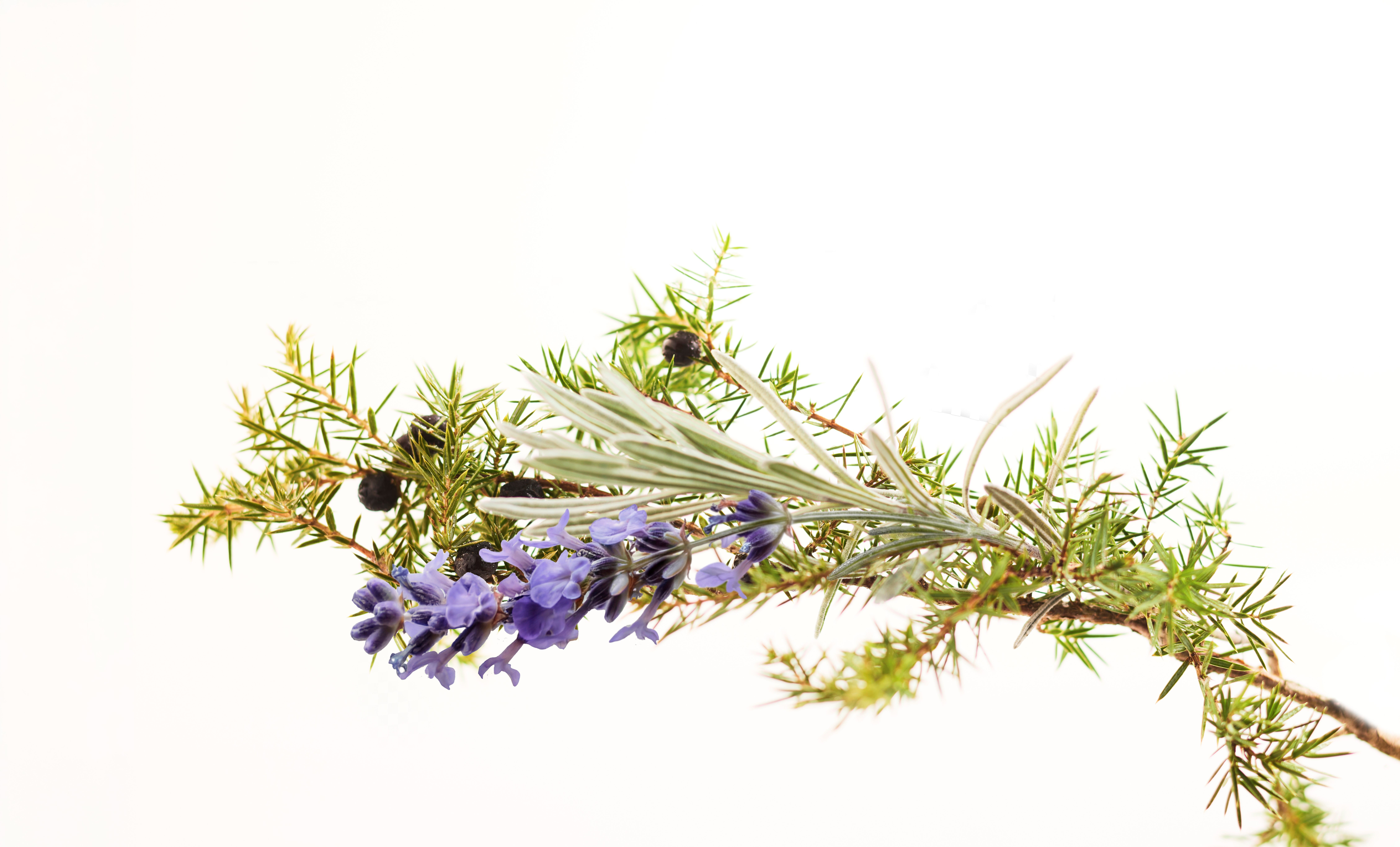 Immagine hover prodotto:Muschio Bianco