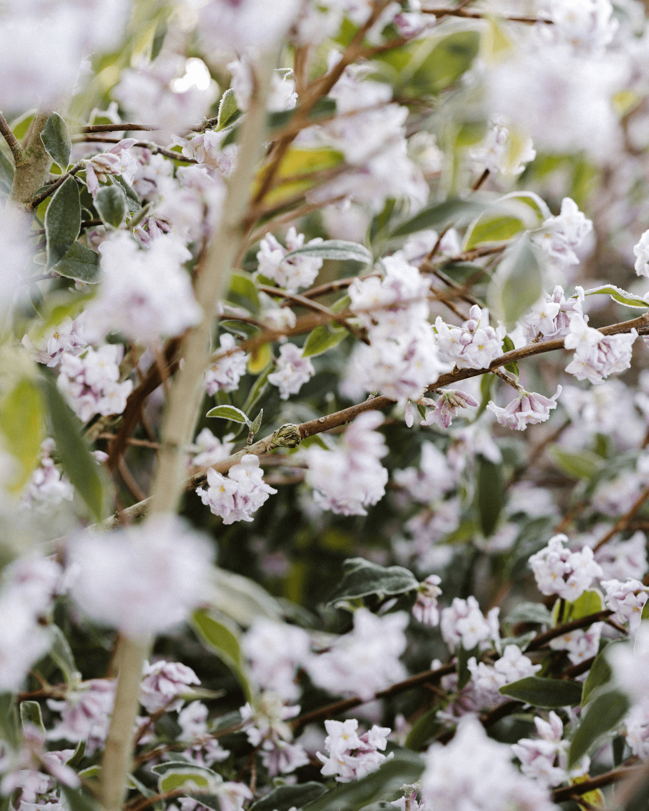 Jasmine & Water Lily - Hover