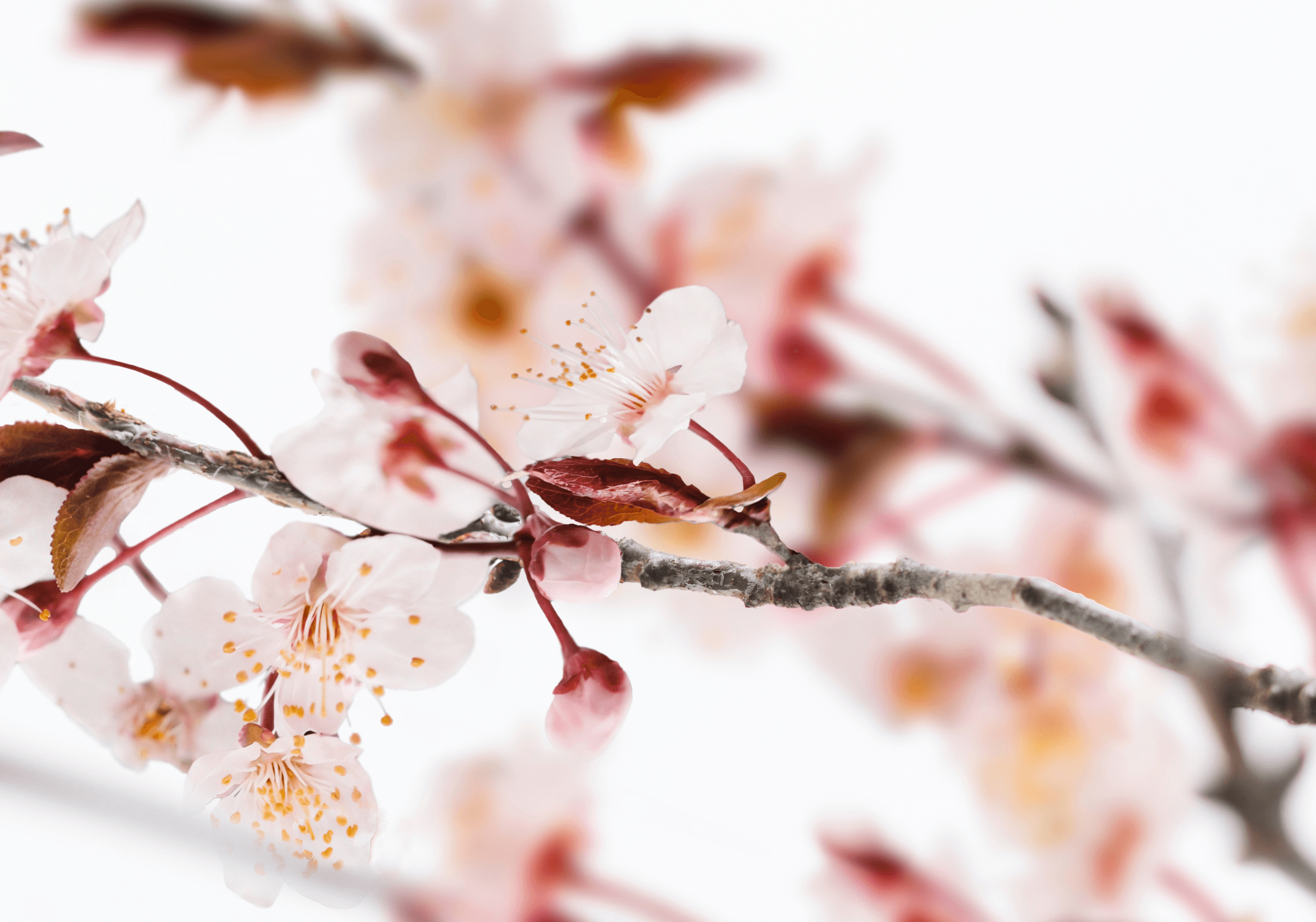 Sakura Tokyo - Hover